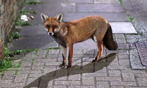 Urban Foxes Are Braver Than Their Country Dwelling Cousins But No Smarter Research Finds