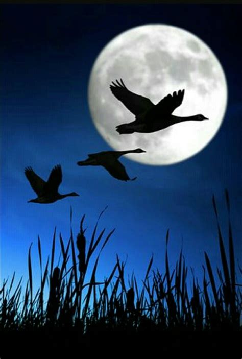 Beautiful Moon Beautiful Birds Simply Beautiful Shoot The Moon