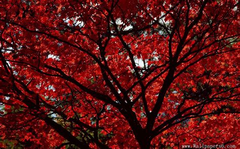 Red Aesthetic Landscape Wallpapers - Wallpaper Cave