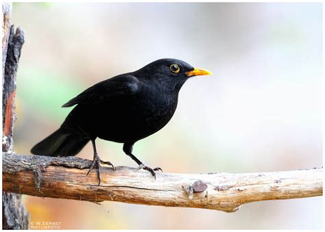 Major general heinrich amsel was a german officer in the wehrmacht who was mainly responsible for the massacre of the red army soldiers and civilians across the soviet union during world war ii. - Amsel Männchen - ( Turdus merula ) Foto & Bild | tiere ...