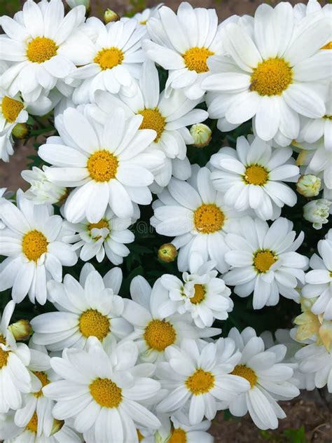 Close Up White Daisy Chamomile Chrysanthemum Flower Stock Photo Image