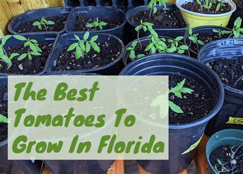The Best Tomatoes To Grow In Florida Fl Gardening 2022