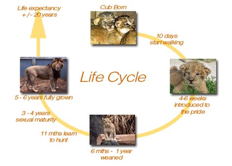 Cycle Of Life All About Lions
