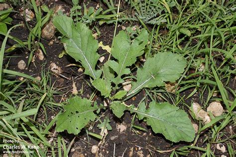 https://medivetus.com/botanic/rapistrum-rugosum-bastard-cabbage-edible-uses/rapistrum-rugosum-1/