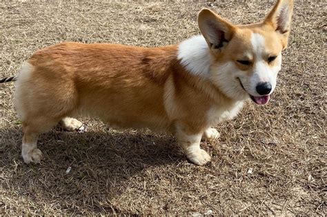 Gmg Corgi Ranch Pembroke Welsh Corgi Puppies For Sale Born On 0806