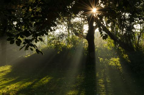 fotos gratis paisaje árbol naturaleza bosque rama ligero planta niebla luz de sol