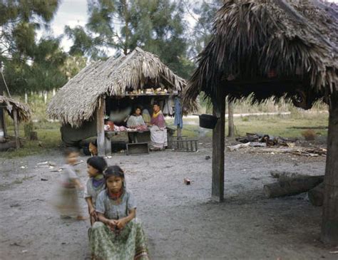Florida Memory Seminole Children Playing Outside Chickee Huts At The