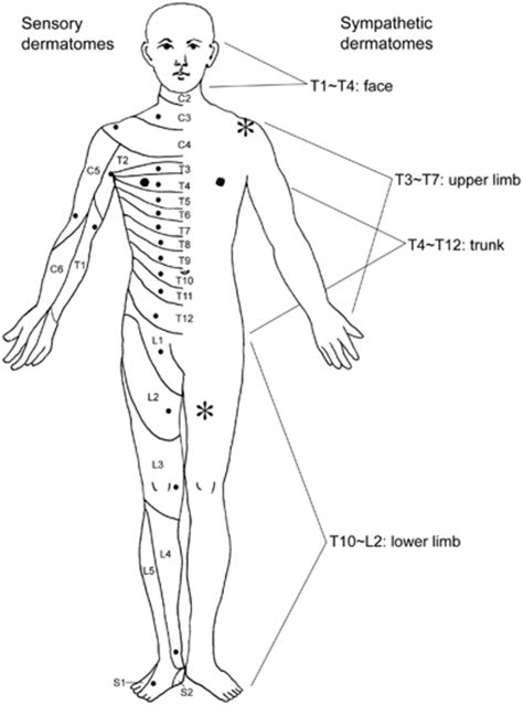 The American Spinal Injury Association Sensory Dermatomes