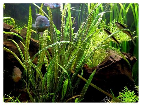 Cryptocoryne beckettii is an aquatic plant that reproduces primarily through vegetative means (jacono, 2002). CRYPTOCORYNE CRISPATULA - In Vitro | akvarioverastliny.sk