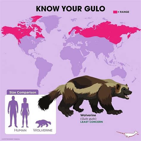 Know Your Wolverine Unusual Animals Animal Facts Interesting Animals