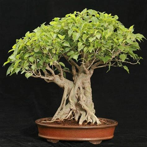 15 Different Types Of Ficus Plants For Home And Garden Go Get Yourself