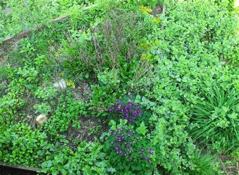 This usually happens after about two weeks in the summer and four weeks in the winter. It's Not Work, It's Gardening!: Vinca loves mild winters