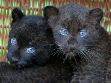 Black Panther Cubs Wild Cats Animals Beautiful Cats