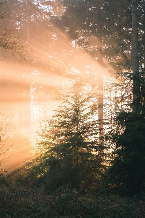 Forest Pine Sun Rays Light Nature Hd Phone Wallpaper Peakpx