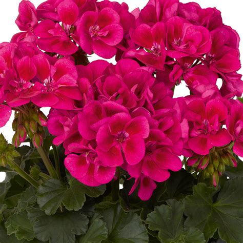 Geranium Tex Mex Pohlmans The Plant People Phone 07 5462 0477