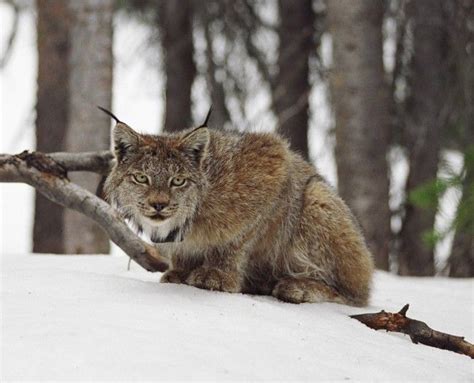 A Lynx In The San Juan Mountains — Photo Courtesy Colorado Division Of