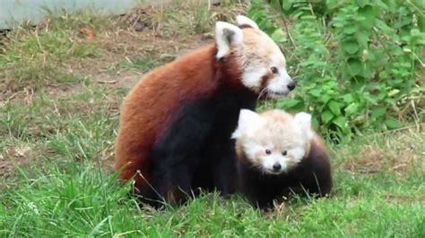 Cutest Baby Red Panda Ever Youtube
