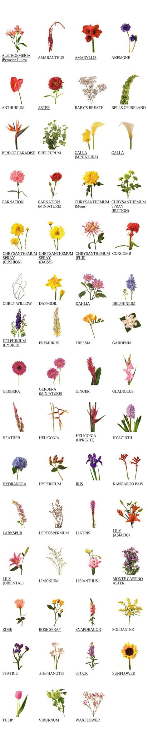 √ List Of Flower Names And Pictures