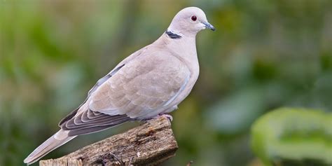 Collared Dove Uk Identification Food Nesting And Facts Ark Wildlife
