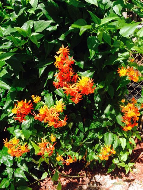 Mexican Flame Vine Is Fast Growing And Makes A Great Arbor Plant Its