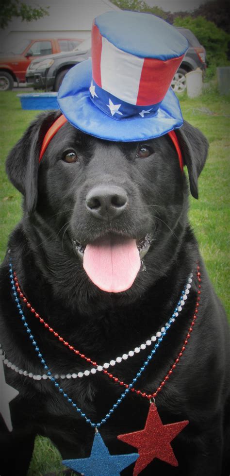 Patriotic Black Labrador Patriotic Pets Dog Halloween Costumes Pet