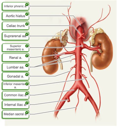 Stomach blood vessels stomach anatomy blood vessels cat blood vessels blood vessels of the abdomen pelvic blood vessels aorta blood vessel renal blood vessels abdominal wall vessels human body blood vessels thoracic blood vessels blood vessel model kidney blood vessels. Chapter 21: Blood Vessel & Circulation - Biology 2402 with ...