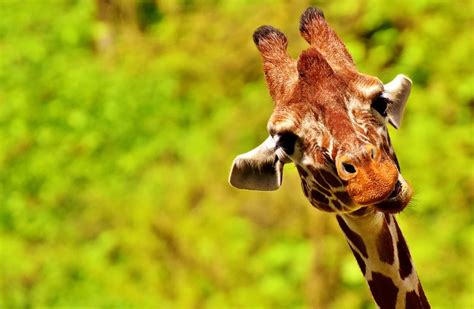 Giraffe Funny Cute Free Photo On Pixabay