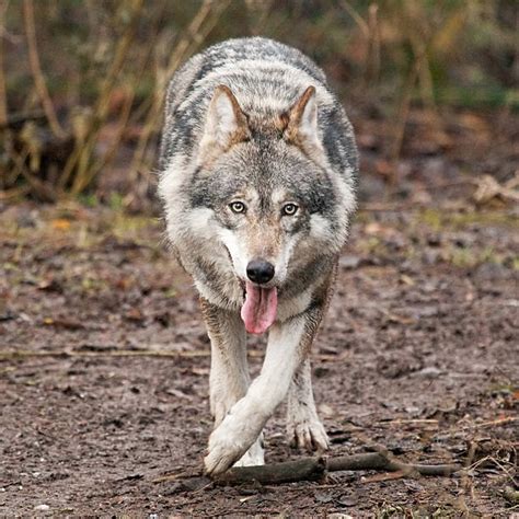 Best Wolf Front View Stock Photos Pictures And Royalty Free Images Istock