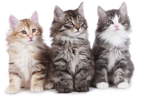 Norwegian Forest Cat Breed Information The Pedigree Paws