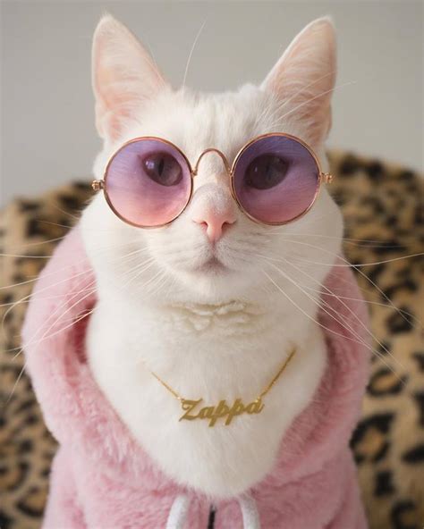 Meet Zappa The Cat Cooler Than You And With A Wardrobe To Die For