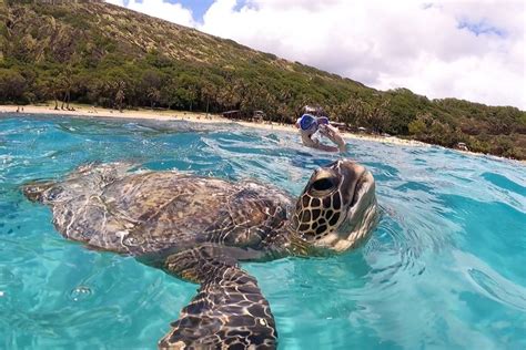 Snorkeling With Turtles Oahu Top Spots