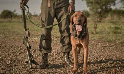 Sanparks Honorary Rangers Add Three New K9 Members To The Pack