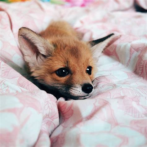 Cute Funny Animals Animals And Pets Fox Pictures Pet Fox Fox Baby