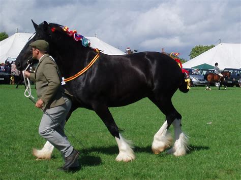 Shire Horse The Great British Agricultural Show Fillongle Flickr