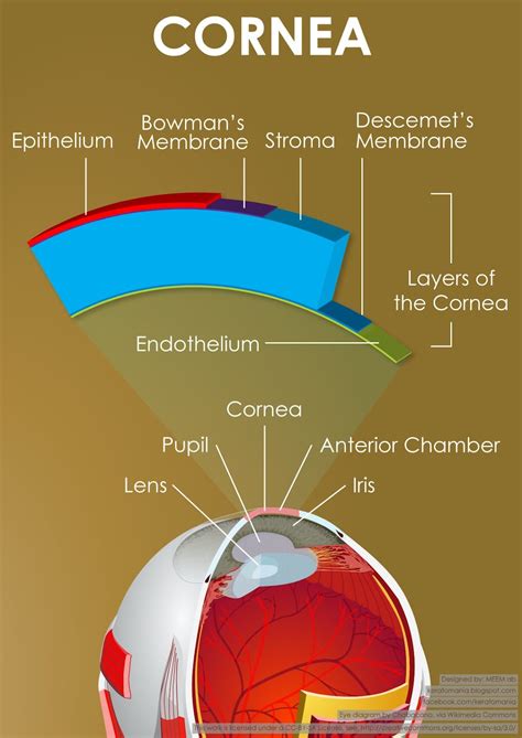 A Diagram Showing Part Of The Eye Cornea And Its Layers Eye Facts