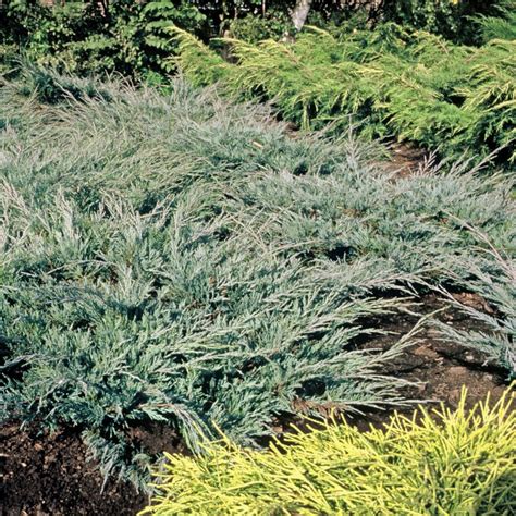Jałowiec Płożący Juniperus Horizontalis Opis Wygląd Wymagania