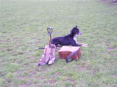 Australian Cattle Dog Cross Lurchers And Running Dogs The Hunting Life