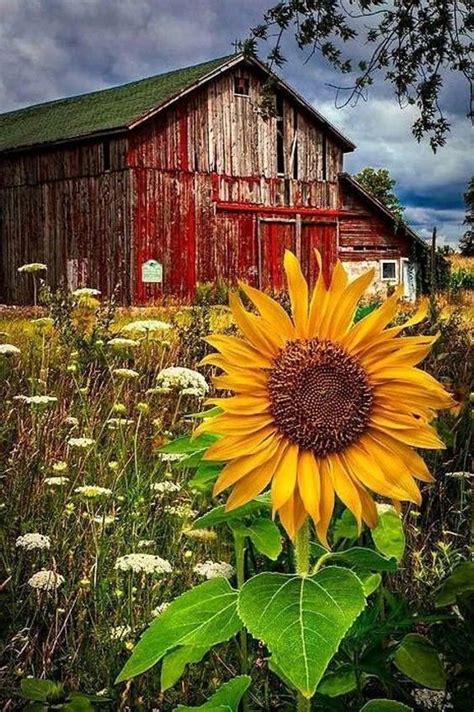 Barn With Sunflower Country Barns Country Life Country Living