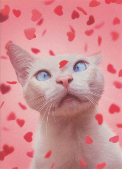Pin By Ailsa Sublett On Valentinity Valentines Day Cat Cat Memes
