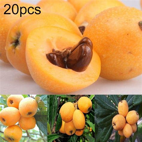 Buy Maserfaliw Loquat Tree Seed 20pcs Loquat Tree Seed Moistening Lung