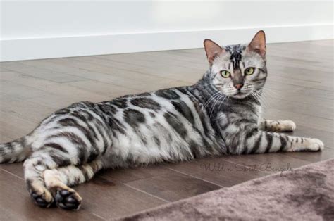 The bengal cat is highly active. Bengal Cat For Sale Near Me