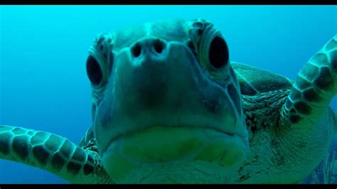 Your turtle will even go towards you as you approach your pet reptile. Sea Turtle Tries to Eat GoPro Camera - YouTube