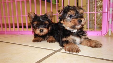 Wonderful Tcup Yorkie Puppies For Sale In Atlanta Area At Puppies