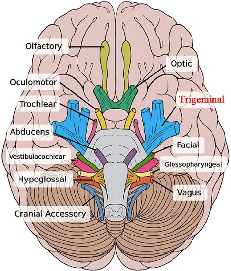 The Trigeminal Nerve Is The Largest Of The Cranial Nerves This