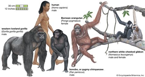 Primate Definition Species Characteristics Classification