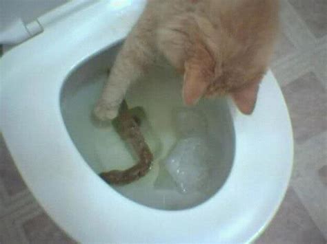 Grasp The Fresh Funny Cat Poop Pictures Hilarious Pets Pictures