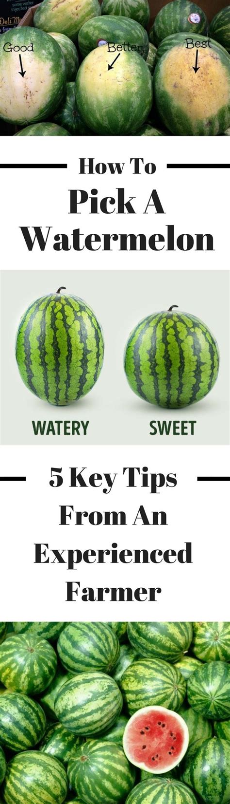 How To Pick The Perfect Watermelon 5 Key Tips From An Experienced