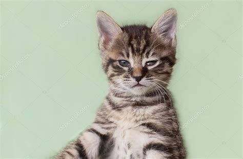 Serious Cat Cat At Home Proud Cat Funny Cat Grey Cat Domest