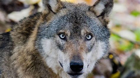 Handelt es sich bei den Wölfen im Ringelah um ein neues Rudel? | Wesendorf