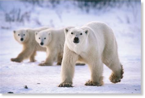 Global Population Of Polar Bears Has Increased By 2650 5700 Since